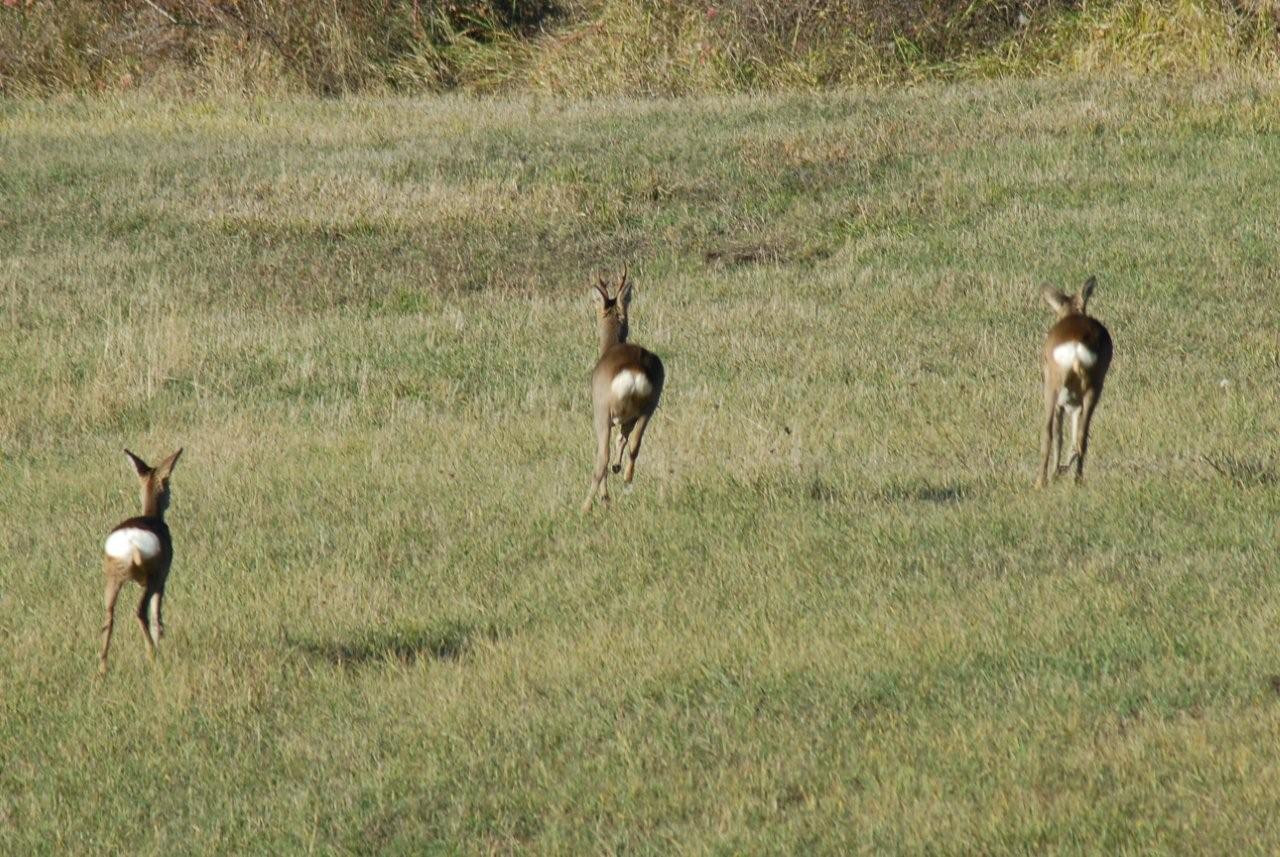 QUIZ:  INDOVINA L''UNGULATO!!! (per i non 